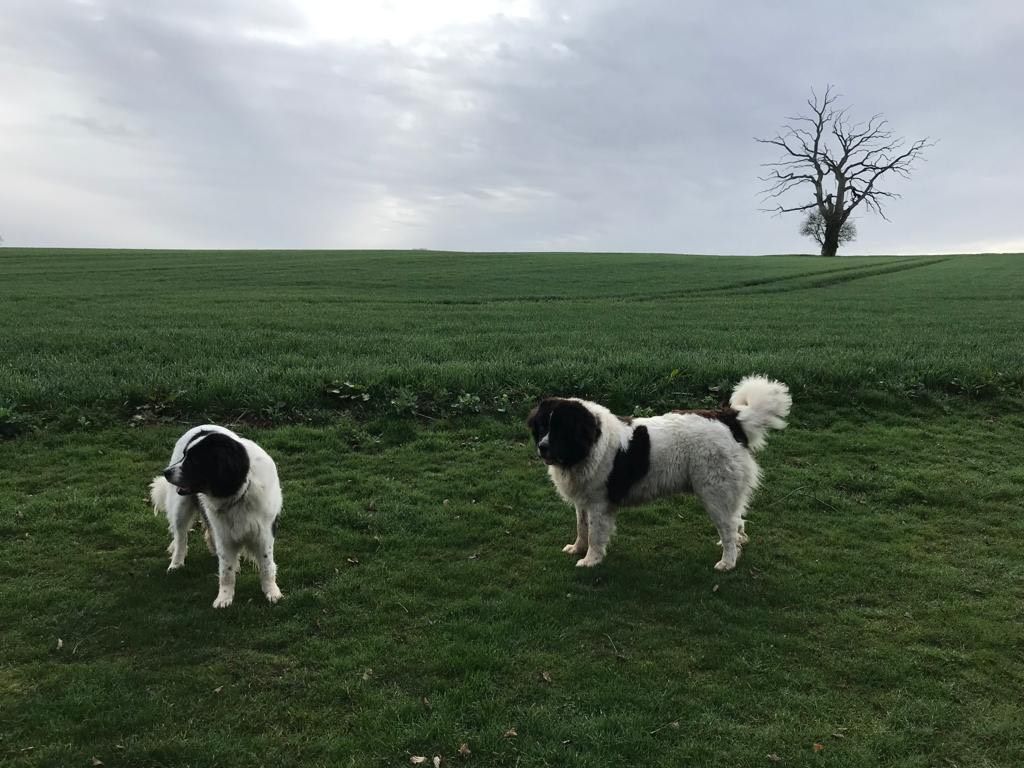 Hunde am Feld