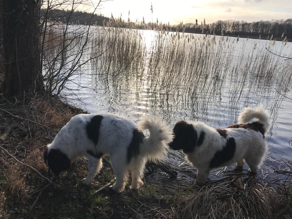 Hunde am See